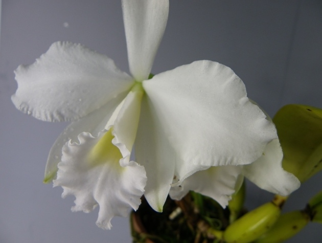 C.Corneria f.alba \'Snow Taka\'_d0007501_9395448.jpg