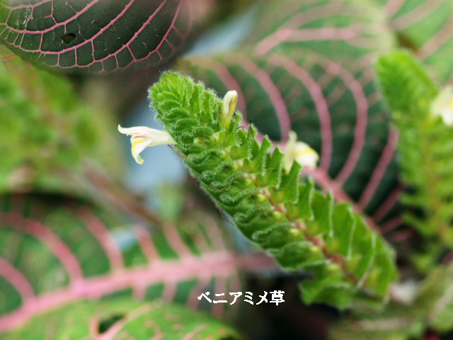 e0039703_2323287.jpg