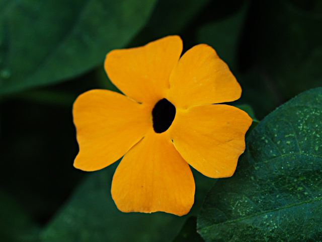 e0039703_23253866.jpg