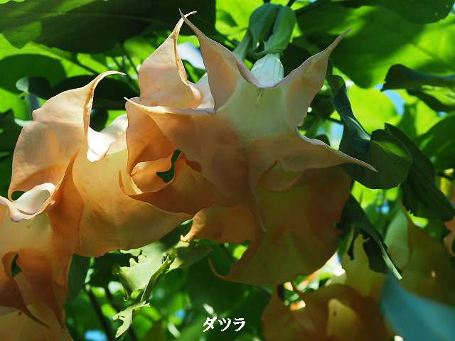 e0039703_2325691.jpg