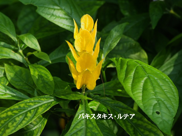 e0039703_2394310.jpg