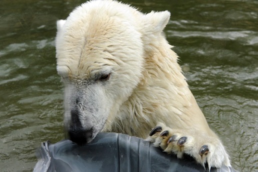 ドイツ・ミュンヘンのヘラブルン動物園の産室内カラー映像の秘密 ～ 赤外線映像のカラー化処理か？_a0151913_2214168.jpg