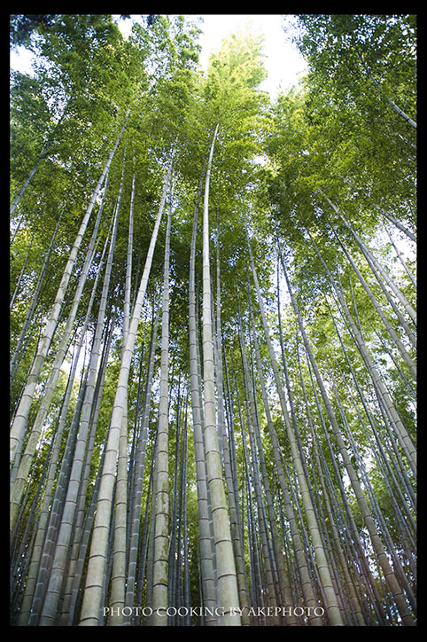 武雄の大楠_e0127416_1715681.jpg