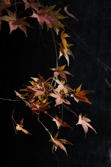 国分寺 殿ケ谷戸庭園 最後の紅葉_e0117318_17392111.jpg