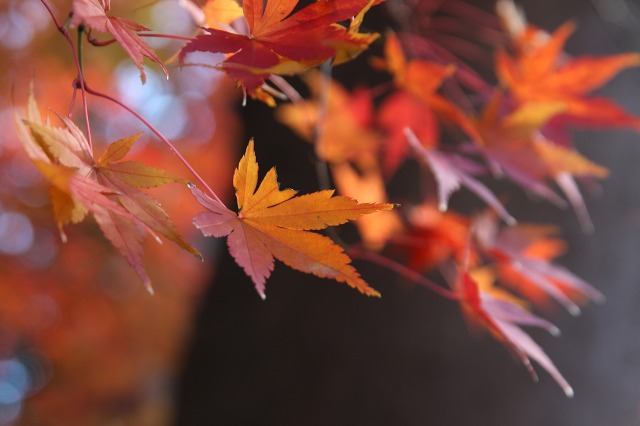 国分寺 殿ケ谷戸庭園 最後の紅葉_e0117318_17433014.jpg