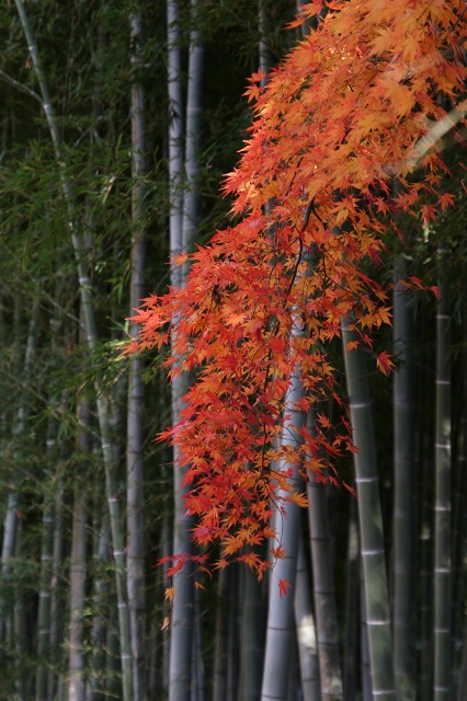 国分寺 殿ケ谷戸庭園 最後の紅葉_e0117318_17465494.jpg