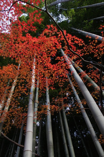 国分寺 殿ケ谷戸庭園 最後の紅葉_e0117318_1747216.jpg