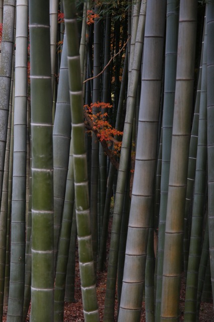 国分寺 殿ケ谷戸庭園 最後の紅葉_e0117318_1747826.jpg