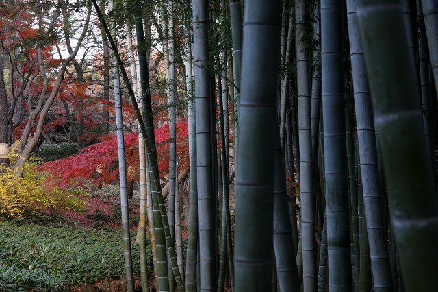 国分寺 殿ケ谷戸庭園 最後の紅葉_e0117318_17492192.jpg