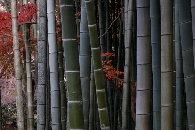 国分寺 殿ケ谷戸庭園 最後の紅葉_e0117318_17493469.jpg