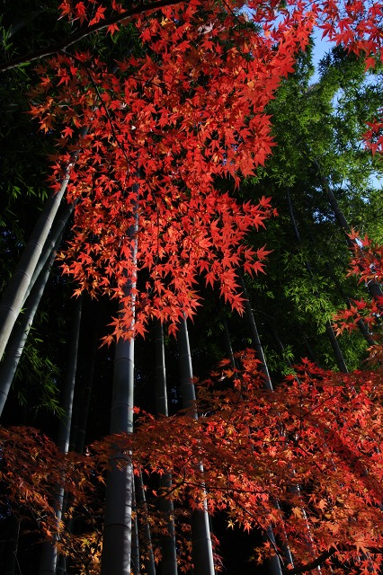 国分寺 殿ケ谷戸庭園 最後の紅葉_e0117318_17502216.jpg