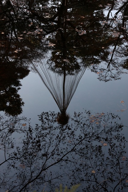 国分寺 殿ケ谷戸庭園 最後の紅葉_e0117318_17503976.jpg