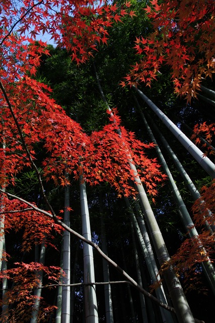 国分寺 殿ケ谷戸庭園 最後の紅葉_e0117318_175068.jpg