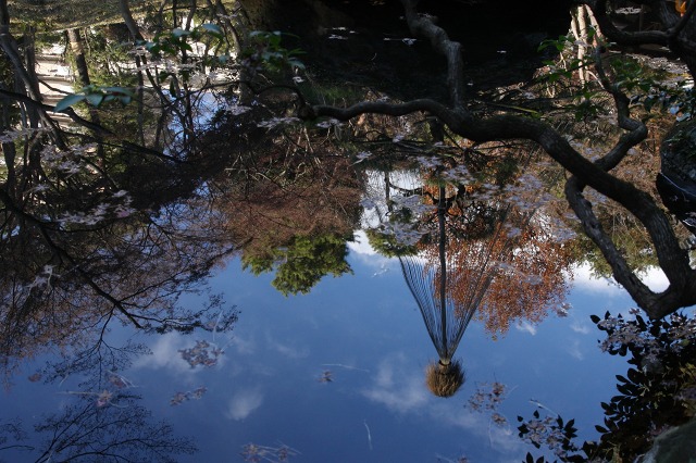 国分寺 殿ケ谷戸庭園 最後の紅葉_e0117318_17513542.jpg