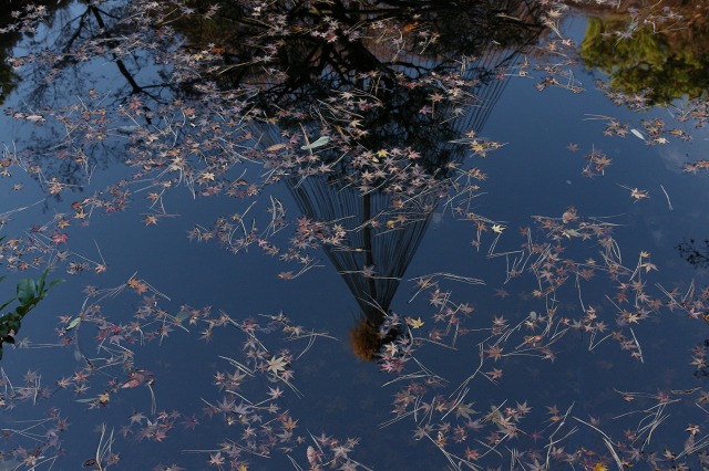 国分寺 殿ケ谷戸庭園 最後の紅葉_e0117318_17515325.jpg