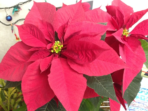今週のお花とセール情報_a0200423_1925325.jpg