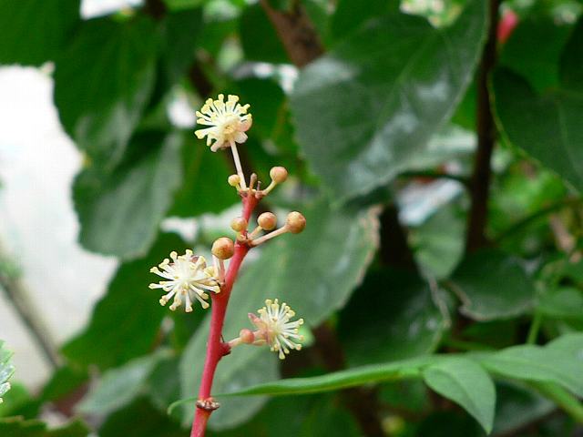クロトンの木 クロトンノキ 花の仲間調べ