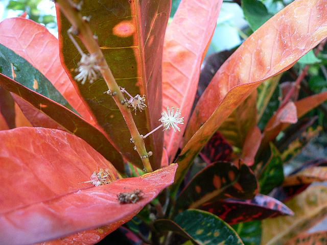 クロトンの木 クロトンノキ 花の仲間調べ