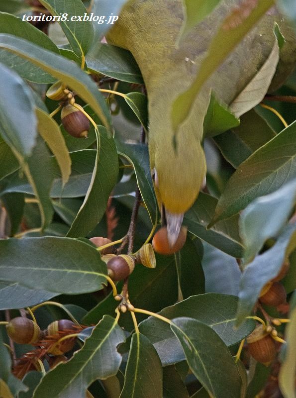 e0331427_824655.jpg