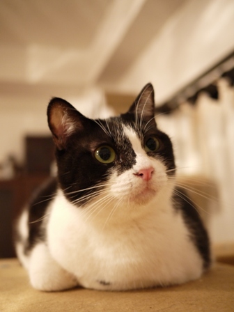 暗闇の真顔猫 しぇるらぃら編。_a0143140_23245671.jpg