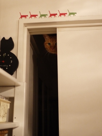 暗闇の真顔猫 しぇるらぃら編。_a0143140_23253626.jpg