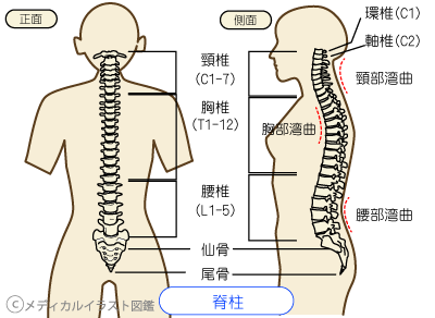 顎関節症とぎっくり腰の共通点とは？〜ある日の施術より〜_e0073240_23253487.png