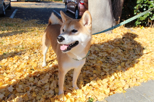 イチョウの絨毯と柴犬_f0245650_826372.jpg