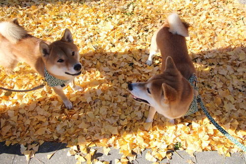 イチョウの絨毯と柴犬_f0245650_8271282.jpg