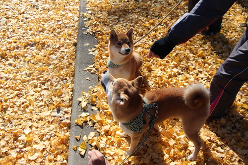 イチョウの絨毯と柴犬_f0245650_8281431.jpg