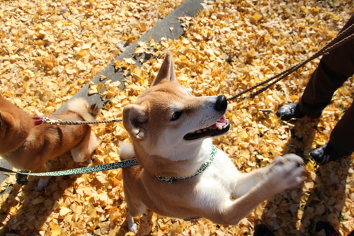 イチョウの絨毯と柴犬_f0245650_8291691.jpg