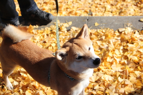 イチョウの絨毯と柴犬_f0245650_8305389.jpg