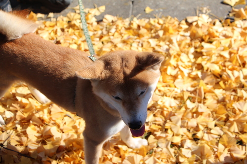 イチョウの絨毯と柴犬_f0245650_8341677.jpg