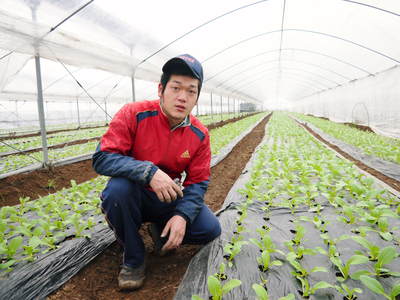 チンゲン菜 無農薬・無加温チンゲン菜 種蒔きと定植後の様子 その1_a0254656_17584619.jpg