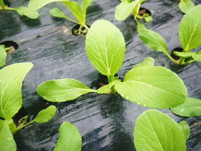 チンゲン菜 無農薬・無加温チンゲン菜 種蒔きと定植後の様子 その1_a0254656_1823182.jpg