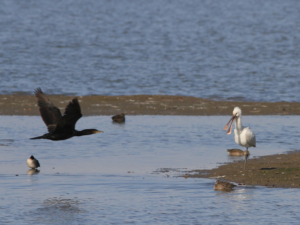 ヘラサギ、セイタカシギ、ノスリ　　久々の探鳥。　2013.12.7埼玉県_a0146869_21592272.jpg