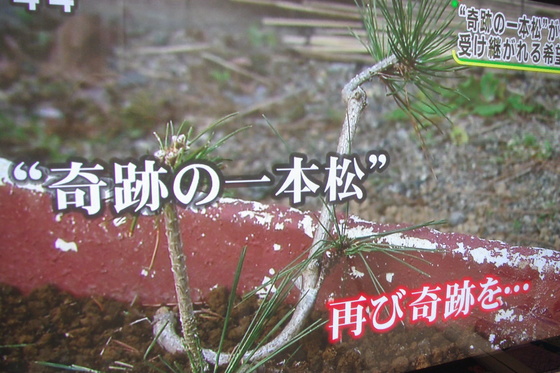 心の復興・・・。全日本吹奏楽コンクール2012高校の部_b0187479_10534777.jpg
