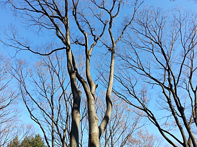 c0096685_17382695.jpg