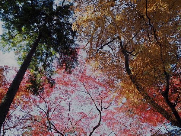 平林寺の紅葉_e0170385_853656.jpg