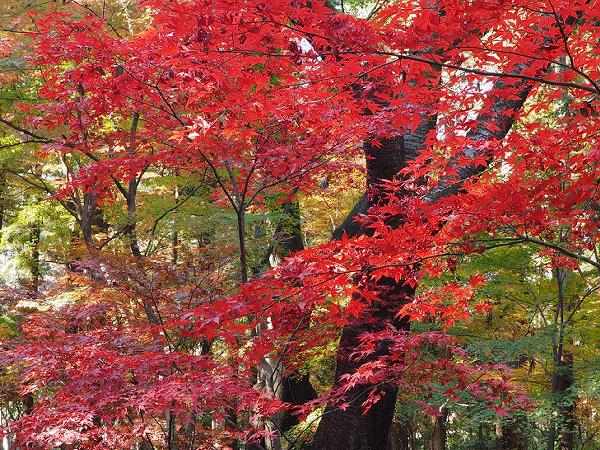 平林寺の紅葉_e0170385_854272.jpg