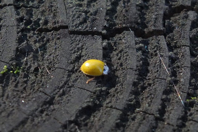 e0070891_20492049.jpg