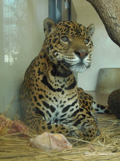 京都市立動物園　グランデじいさん_f0297893_2234091.jpg