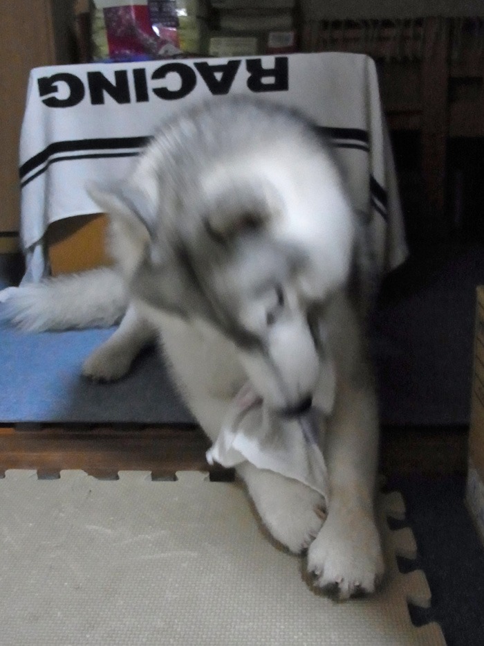 キレイな朝と器用なはなちゃん_c0049299_17322755.jpg