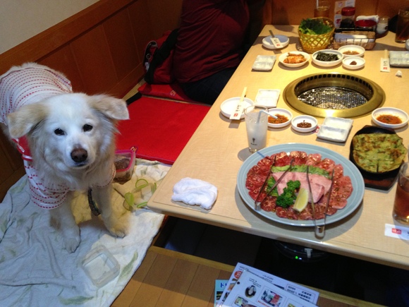 光州苑 軽井沢 Islay And Pals アイラと素敵な仲間達blog Islay The Mutt 光州苑 軽井沢 Islay And Pals アイラと素敵な仲間達blog Islay The Mutt
