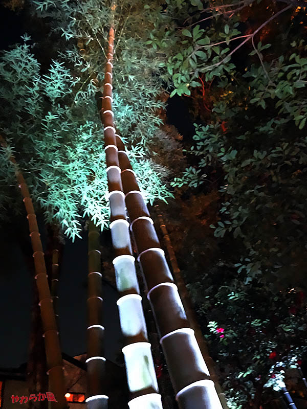 BAMBOO　THICKET_b0134907_1884469.jpg