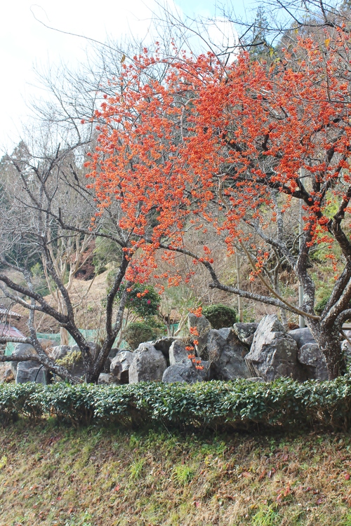 お茶さがし!? つづき・・・_b0220318_23525041.jpg