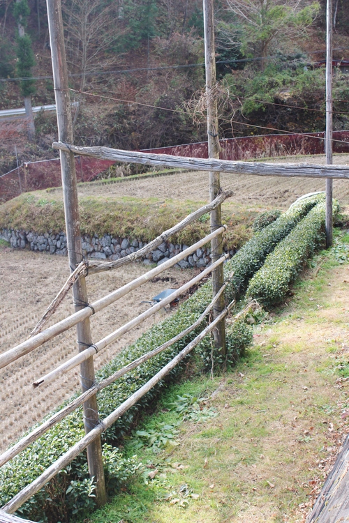 お茶さがし!? つづき・・・_b0220318_23532187.jpg