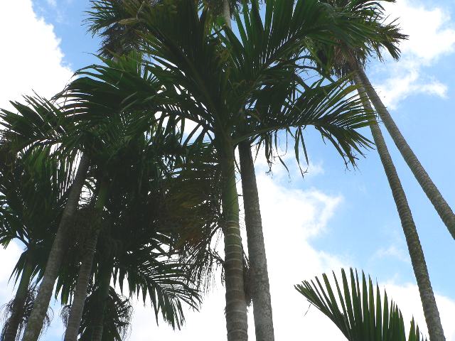 檳榔（ビンロウ） : 今日の花