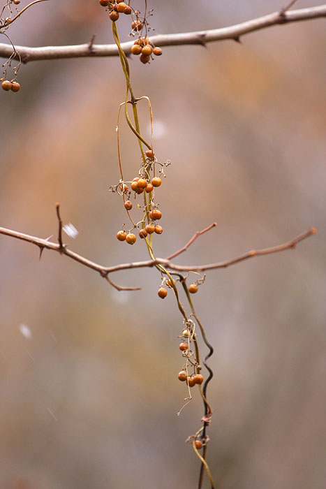 c0067040_17484289.jpg