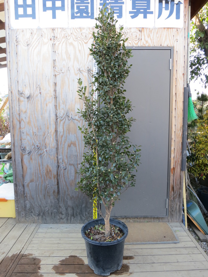 庭木 ラカンマキ ツバキ サザンカ 枝垂れ紅葉 など