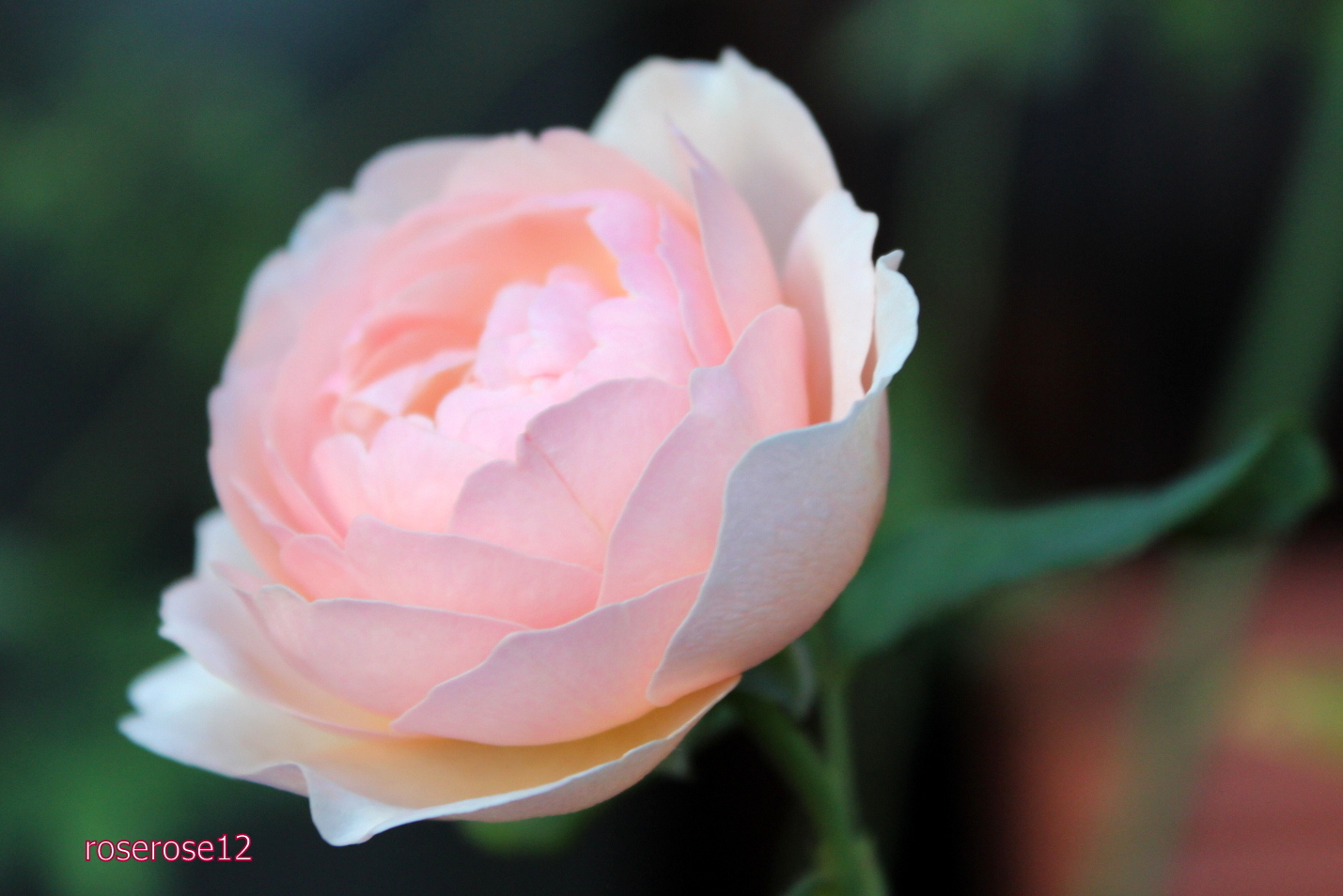 Erローズ マリー Myrosegarden8 じゅんとりゅうのバラ日記 Erローズ マリー Myrosegarden8 じゅんとりゅうのバラ日記